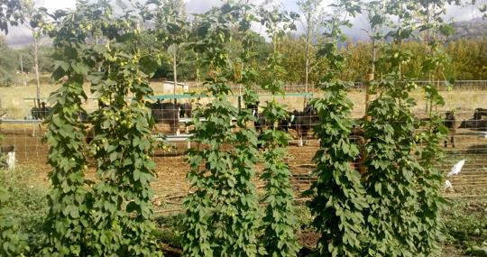 Madrid cultivará lúpulo ecológico para nutrir a sus cerveceras